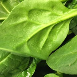 delicious looking spinach that we use at Fresh